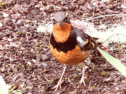 varied thrush 1 small